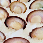 Tasmanian Scallop - Half shell dozen