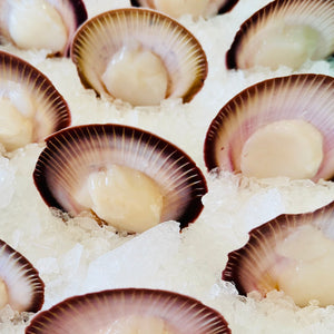 Tasmanian Scallop - Half shell dozen